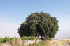 Encina de Foro